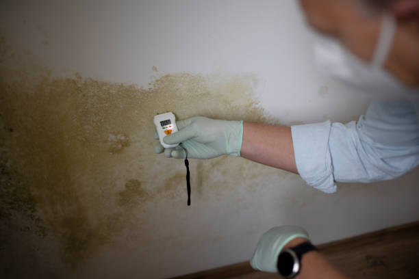 Best Bathroom Mold Remediation in Goodyear, AZ