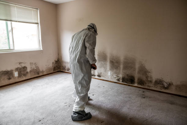 Best Bathroom Mold Remediation in Goodyear, AZ